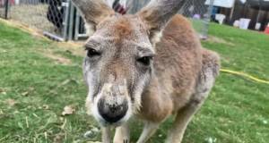 Dababy kangaroo is better than dababy?