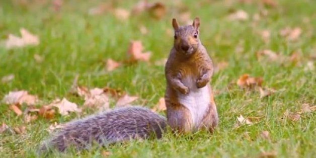 University of Kentucky Squirrels Taking Over William T. Young Library