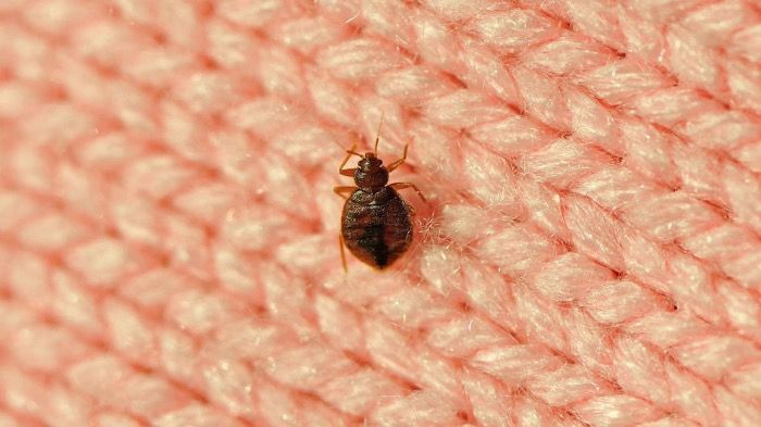Confirmation of Bed Bug outbreak in popular “Le Meridian” hotel