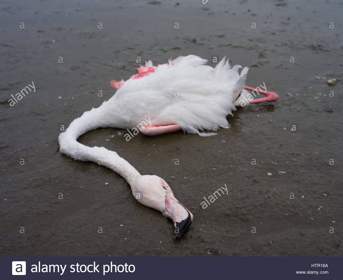 Flamingo is ded