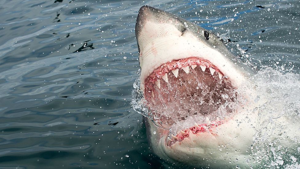 Two great white shark found swimming in Mission bay, Auckland this morning, government warn residents to 