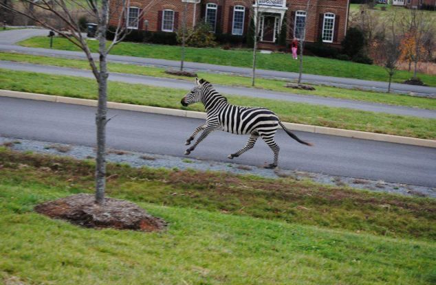 Cincinnati Zoo permanently closes due to animals on the loose!!